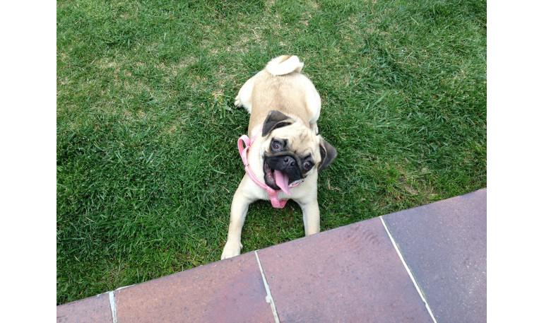 Confirmar que el perro no tiene dueño