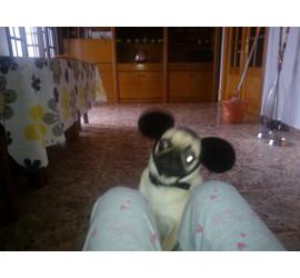 Adoptar un perro adulto