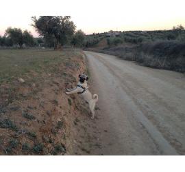 Técnicas para capturar un perro de la calle - Rescate