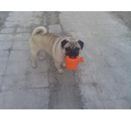 Flores y plantas venenosas para perros