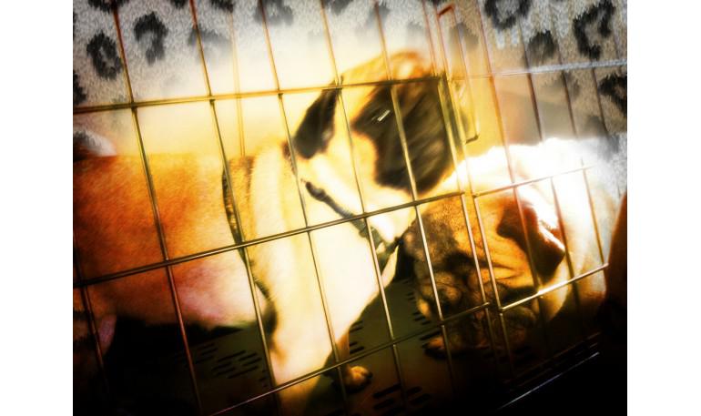 10 suplicas del perro al hombre