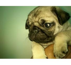 Una historia muy bonita que merece la pena leer...