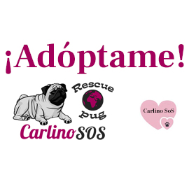Adoptar un pug a través de asociaciones sin ánimo de lucro