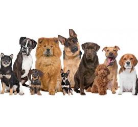 Cómo elegir el perro adecuado para tu hogar