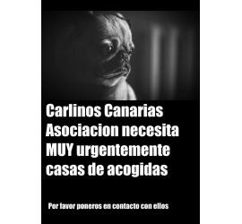 Carlinos Canarias necesita acogidas