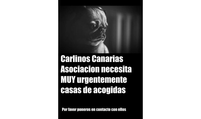 Carlinos Canarias necesita acogidas