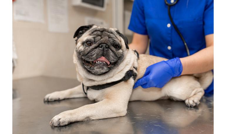 Esterilizar a tu perro adulto senior