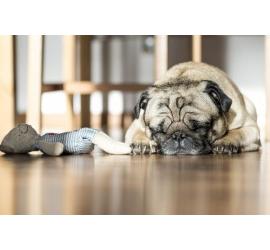 Cómo hacer que tu perro adoptado se sienta cómodo en su caseta