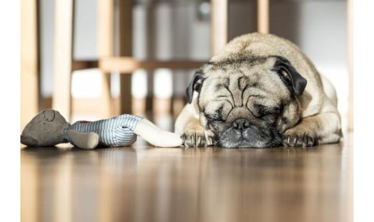 Cómo hacer que tu perro adoptado se sienta cómodo en su caseta