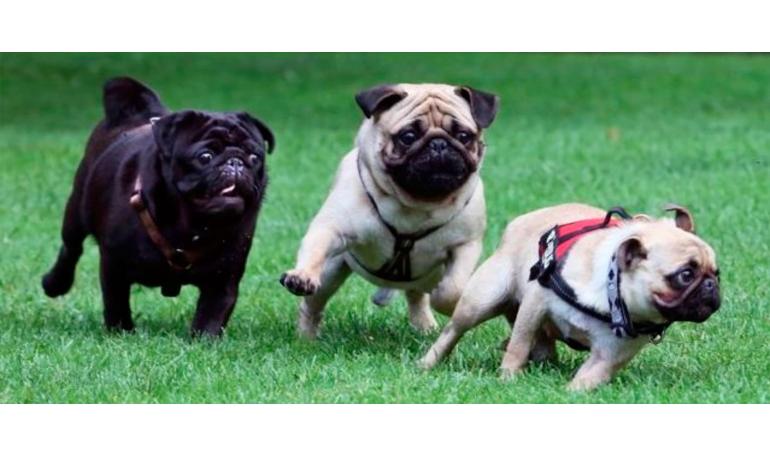 Cómo mantener a tu perro seguro en un entorno urbano