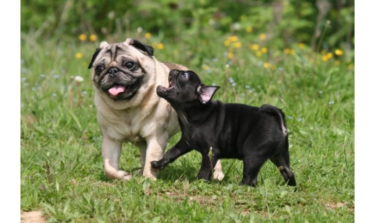 Las diferentes etapas de la vida de un perro adoptado