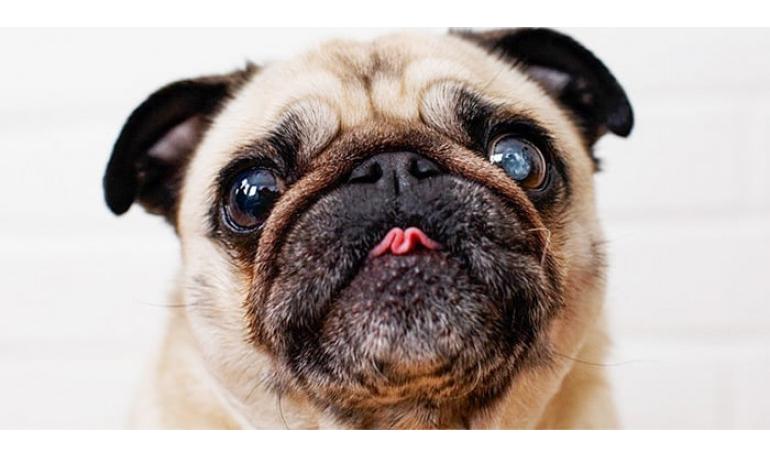 Cómo la adopción de un perro puede mejorar tu salud y bienestar