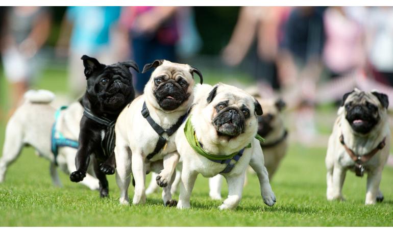 Cómo organizar una carrera benéfica de perros