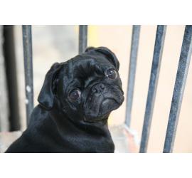 Procedimiento para evitar y denunciar el maltrato hacia un animal