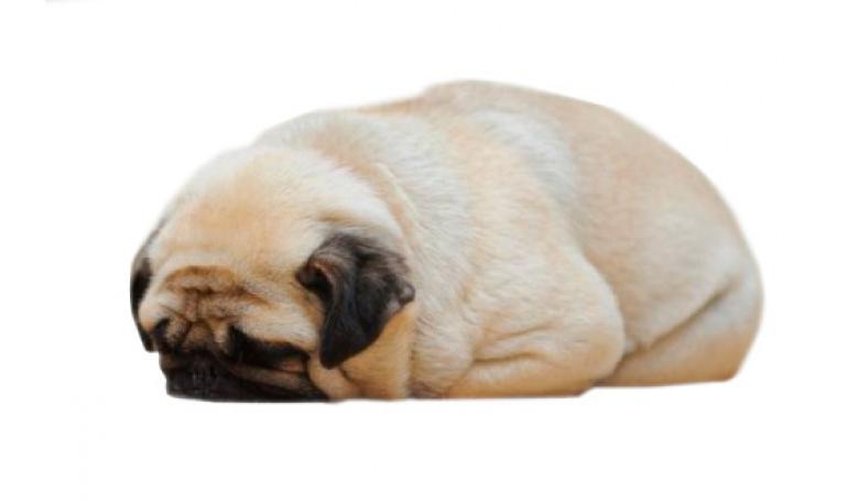 Las Asociaciones de animales advierten de la venta de cachorros enfermos