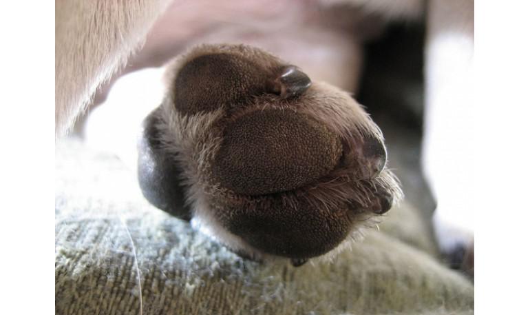 Un perro es torturado hasta la muerte en Luarca