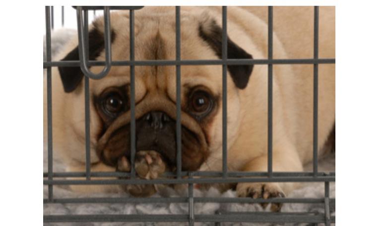 Maltrato a animales, violencia silenciosa... y cotidiana