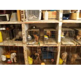 TESTIMONIOS Sobre los perros importados del este