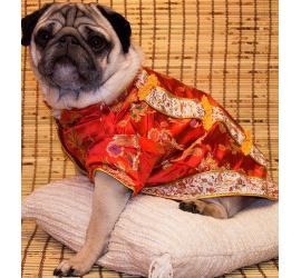 Supersticiones chinas contra los perros