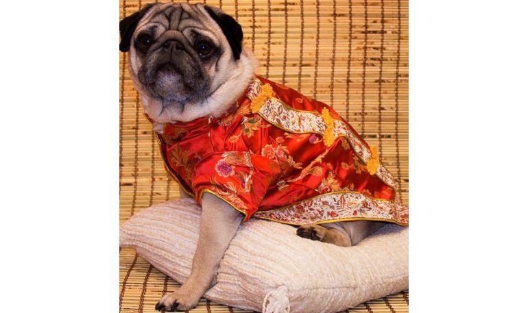 Supersticiones chinas contra los perros