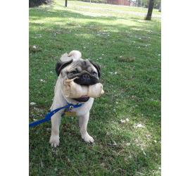 Suplica de un perro encadenado