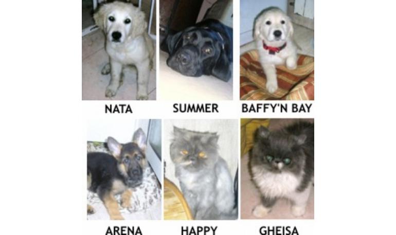 Aviso para protectoras y personas que den su perro/gato en adopción o vendan camadas