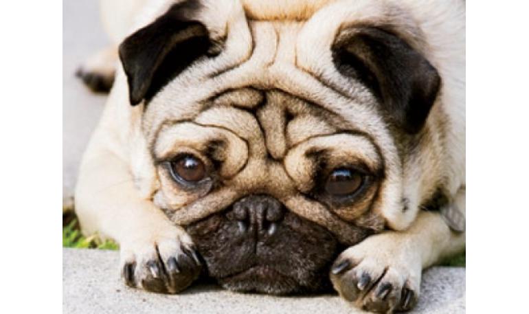 Diario de un perro