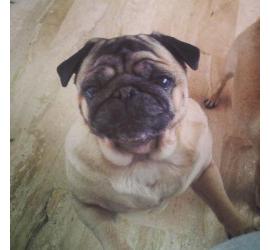 Consejos a la hora de adoptar un perro