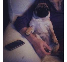 Consejos para adoptar animales de compañía