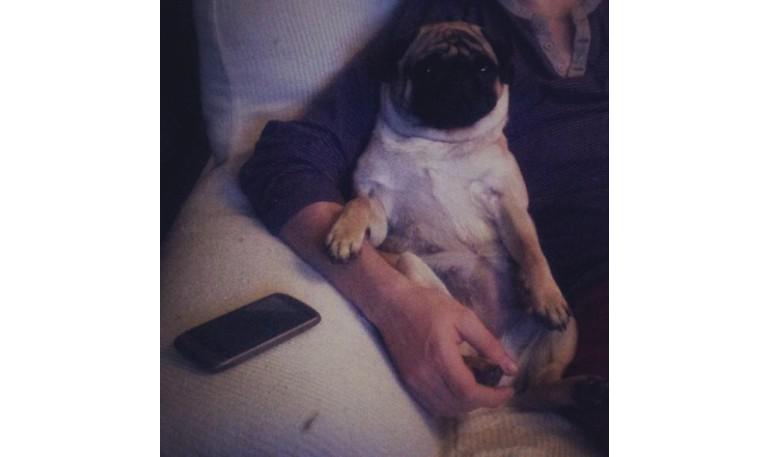 Consejos para adoptar animales de compañía