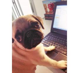 Declaración Universal de los Derechos de los Animales