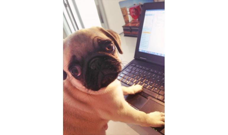 Declaración Universal de los Derechos de los Animales