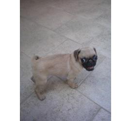 Mascotas extraviadas, medidas que hay que tomar en cuenta