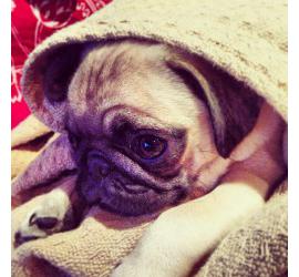 Antes de llevar a tu carlino a casa