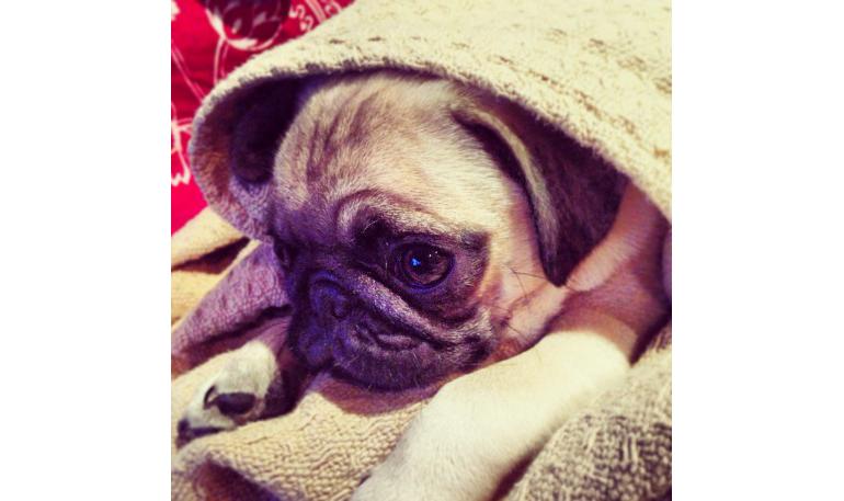 Antes de llevar a tu carlino a casa