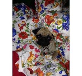 El primer día con tu nuevo compañero