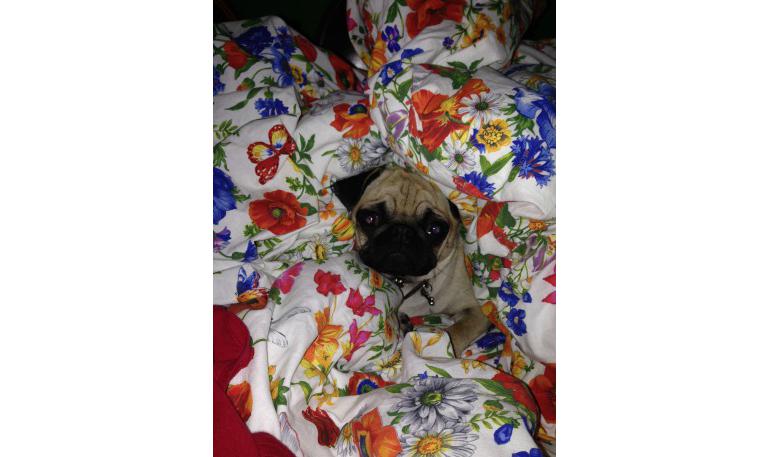 El primer día con tu nuevo compañero