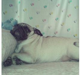 Antes de adoptar a un perro - Protocolos establecidos por la ley