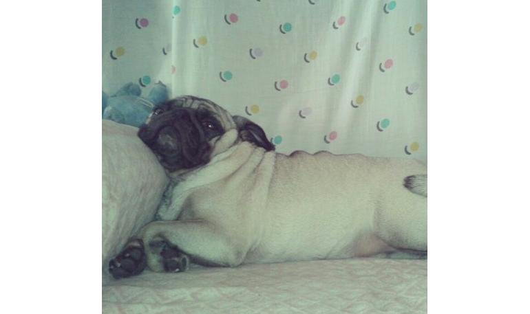 Antes de adoptar a un perro - Protocolos establecidos por la ley