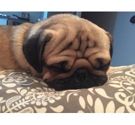 Cómo crear una asociación protectora de animales