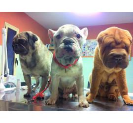 Brus