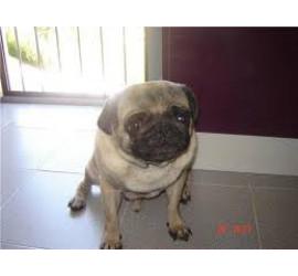 Rufo