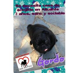 Gordo