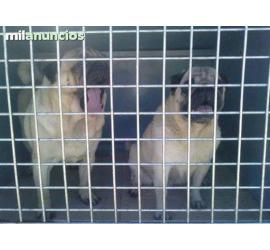 Cami y Gus