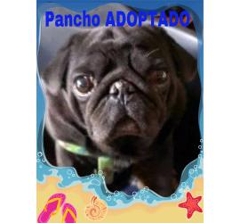 Pancho