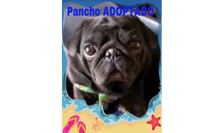 Pancho 1