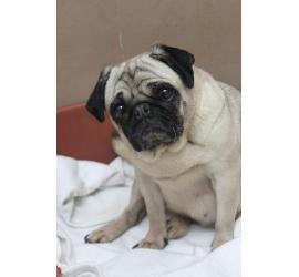 Dulcinea