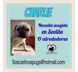 Charlie