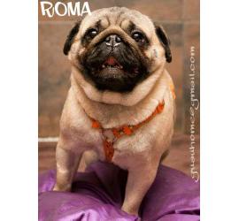 Roma