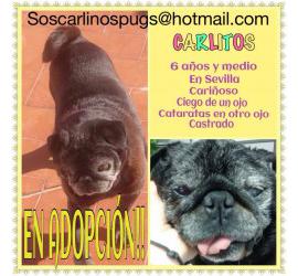 Carlitos